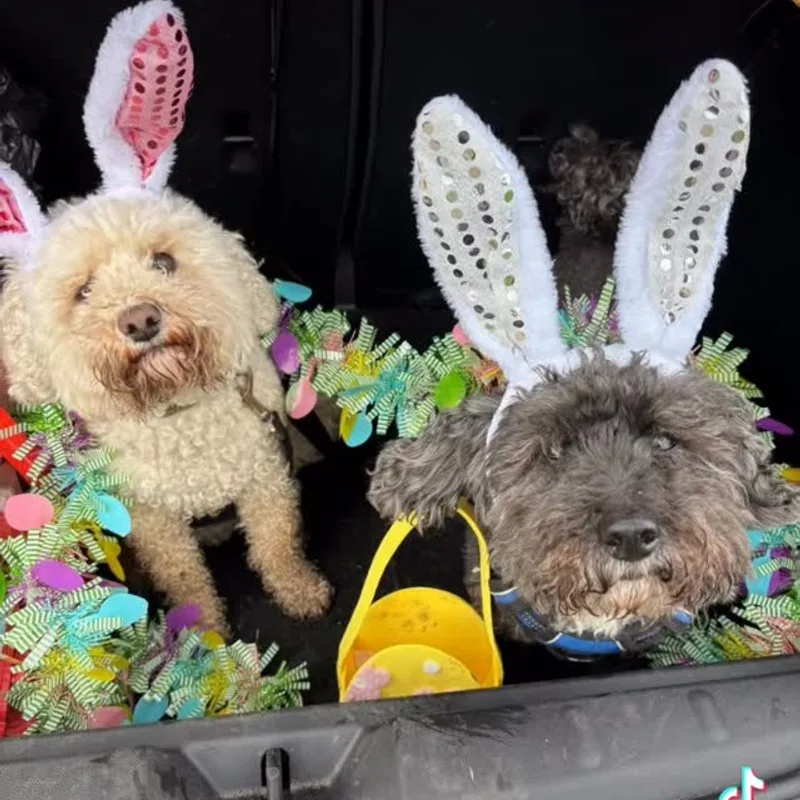 Helly's Happy Hounds project 2