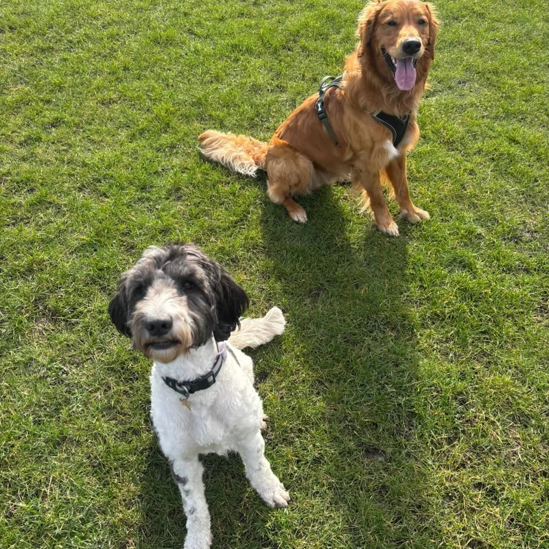 Helly's Happy Hounds project 4