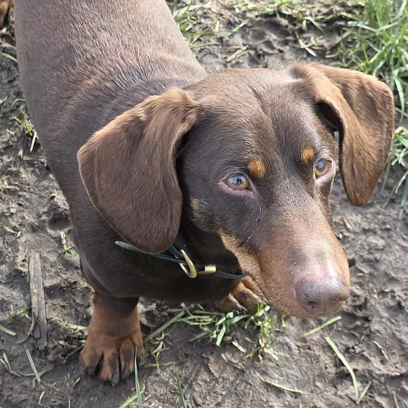 Helly's Happy Hounds project 5