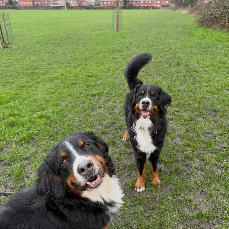 Helly's Happy Hounds at work