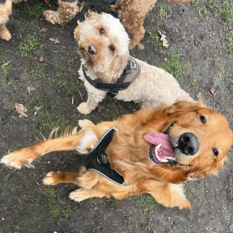 Helly's Happy Hounds at work
